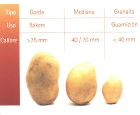 Patatas Iglesias tamaño de patatas
